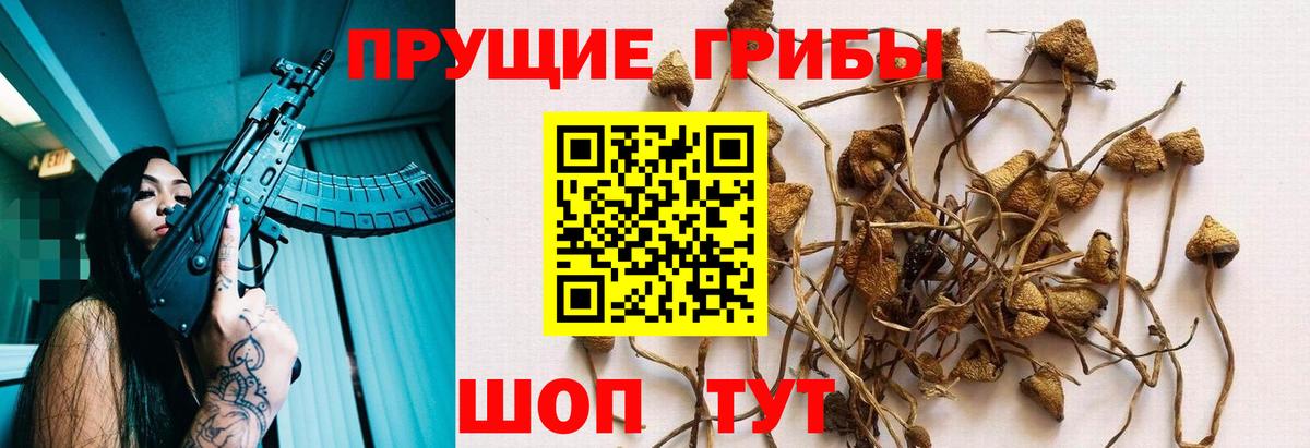 Галлюциногенные грибы Psilocybine cubensis Ипатово